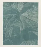 Franz Gertsch, Bagatelle "Pestwurz" (Detail 2), 1993, Woodcut