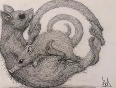 ROA, Phalangeridae, 2020, indian ink on paper