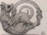 ROA, Phalangeridae, 2020, indian ink on paper