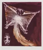 Frank Hodgkinson, Sugar Glider, 1992, etching 5/50