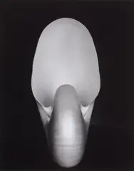 Shell by Edward Weston, 1927, gelatin silver print laid on card, sold Sep 2019