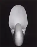 Edward Weston, Shell, 1927, gelatin silver print laid on card
