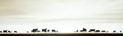 Peter Hickey, Cows, Oil on canvas.