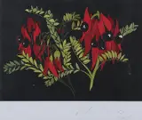 Vida Pearson, Sturt Pea, linocut 3/50
