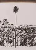 David Rose, Tall Palm, Ourinbah