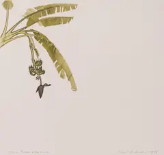 David Rose, Green Bananas, 1979, etching 10/30