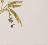 David Rose, Green Bananas