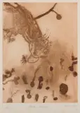 John Olsen, Black Cockatoo, 1978, etching 30/60