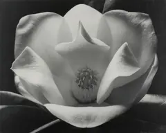 Magnolia by Max Dupain, silver gelatin photograph, sold Sep 2018