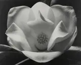 Max Dupain, Magnolia