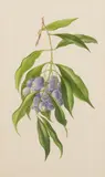 Margaret Stones, Eugenia Cyanocarpa, pencil on paper