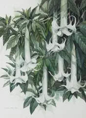 Darryl Trott, Angel's Trumpets, 1978, watercolour on paper