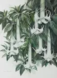 Darryl Trott, Angel's Trumpets, 1978, watercolour on paper