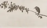 Brett Whiteley, Bird on a Branch, 1977, sugarlift and aquatint on paper