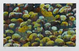 Lin Onus, Walawala Garrluman, screenprint 37/80