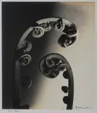 Max Dupain, Tree Fern