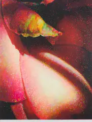 Tim Maguire, Shadows - Camelia, 2005, pigment print 5/50