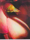 Tim Maguire, Shadows - Camelia, 2005, pigment print 5/50