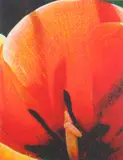 Tim Maguire, Shadows - Tulip, 2005, pigment print 5/50