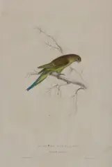 Nanodes Undulatus by Edward Lear, hand coloured lithograph, sold Mar 2018