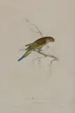 Edward Lear, Nanodes Undulatus