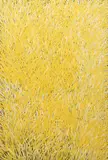 Barbara Weir, Grass Seeds, 2004, acrylic on linen