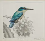 Blake Twigden, (LOCATION SYDNEY OFFICE - all enquiries phone 02 9362 9045), coloured etching