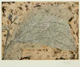 Fiona Margaret Hall, (LOCATION SYDNEY OFFICE - all enquiries phone 02 9362 9045), etching