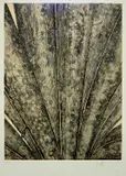 Fiona Margaret Hall, (LOCATION SYDNEY OFFICE - all enquiries phone 02 9362 9045), etching