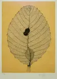 Fiona Margaret Hall, (LOCATION SYDNEY OFFICE - all enquiries phone 02 9362 9045), etching