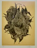 Fiona Margaret Hall, (LOCATION SYDNEY OFFICE - all enquiries phone 02 9362 9045), etching