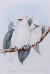 John Gould, (LOCATION SYDNEY OFFICE - all enquiries phone 02 9362 9045), hand-coloured lithograph