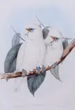John Gould, (LOCATION SYDNEY OFFICE - all enquiries phone 02 9362 9045), hand-coloured lithograph