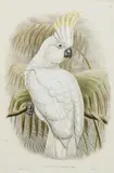 John Gould, (LOCATION SYDNEY OFFICE - all enquiries phone 02 9362 9045), hand-coloured lithograph