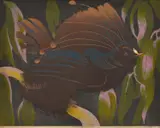 Murray Griffin, Bird of Paradise