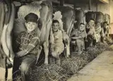 Alfred Eisenstaedt, Untitled (Milking Time) c. 1940's