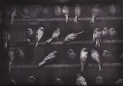 George Krause, Birds, Mexico, 1975, silver gelatin print