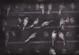 George Krause, Birds, Mexico, 1975, silver gelatin print