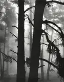 Brett Weston, Untitled (Trees in Fog), 1973, silver gelatin print on original mount