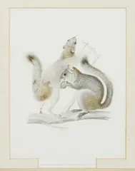 Jean-Charles Werner, Sciurus Aureogaster (Mexican Gray Squirrel), engraving