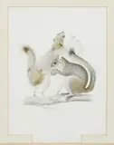 Jean-Charles Werner, Sciurus Aureogaster (Mexican Gray Squirrel), engraving