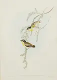 John Gould, Pardalotus Melanocephalus (Black-headed Pardalote), lithograph