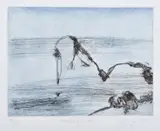 John Olsen, Juvenile Pelican, etching 14/20