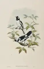 Piezorhynchus Castus by John Gould, lithograph, sold May 2016