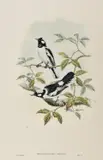 John Gould, Piezorhynchus Castus, lithograph