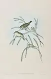 John Gould, Acanthiza Inornata (Robins, Wrens, Warblers and Finches), lithograph