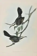 Pomatorhinus Temporalis (Dusky Bee Eater) by John Gould, lithograph, sold May 2016