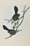 John Gould, Pomatorhinus Temporalis (Dusky Bee Eater), lithograph