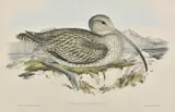 John Gould, Numenius Australis (Australian Curlew), lithograph