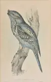 John Gould, Podargus Humeralis (Tawney Shouldered Podagus), lithograph